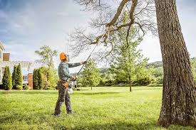 Best Storm Damage Tree Cleanup  in Staples, MN
