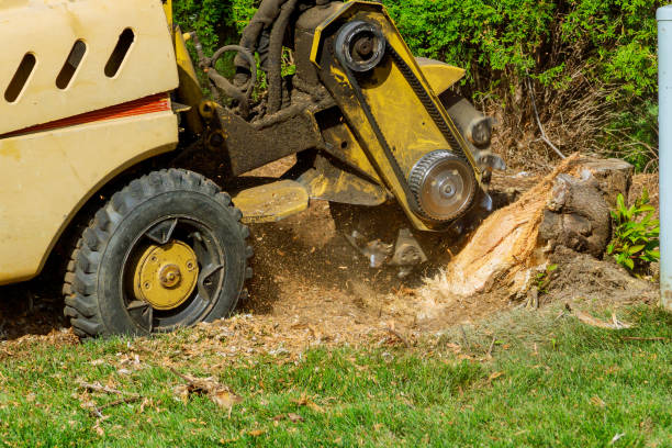 Best Arborist Consultation Services  in Staples, MN